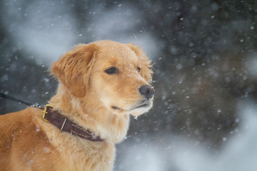 Free golden retriever dog wirh leash in snow image, public domain animal CC0 photo.