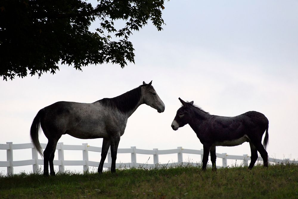 Free horse and donkey on paddock, pasture fence photo, public domain animal CC0 image.