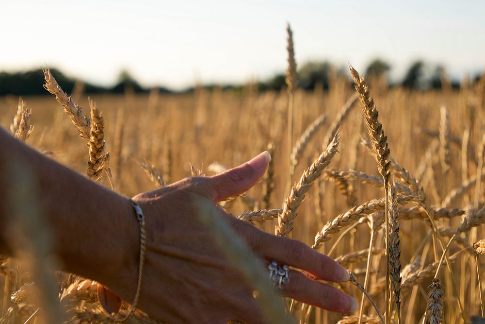 Free autumn wheat background, hands public domain CC0 photo.