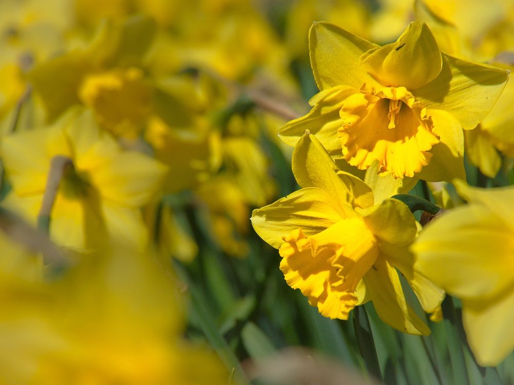 Yellow Daffodil Flowers 