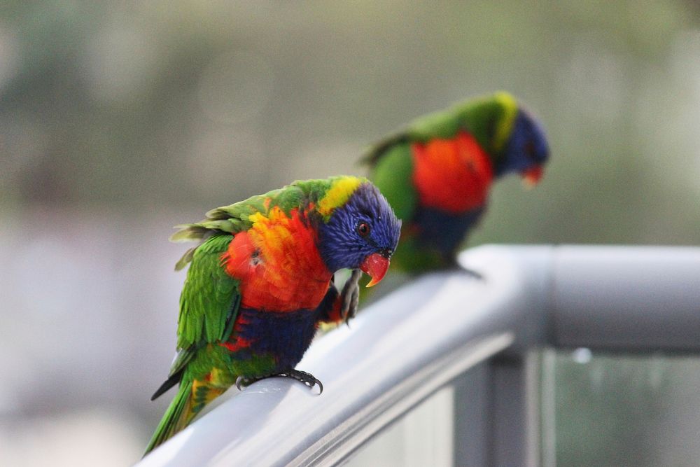 Free colorful exotic birds image, public domain CC0 photo.