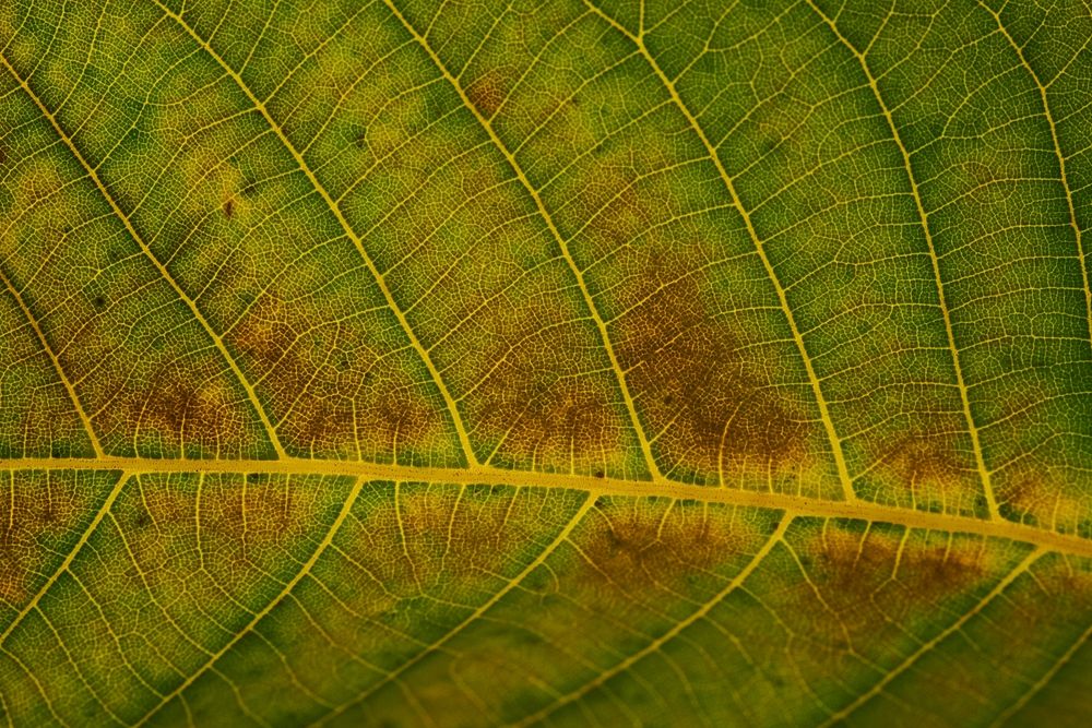 Free leaf macro image, public domain plant CC0 photo.