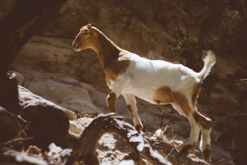 Brown White Mountain Goat 
