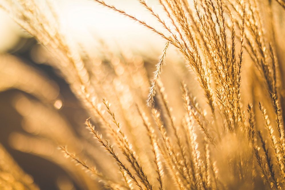 Free autumn wheat background public domain CC0 photo.