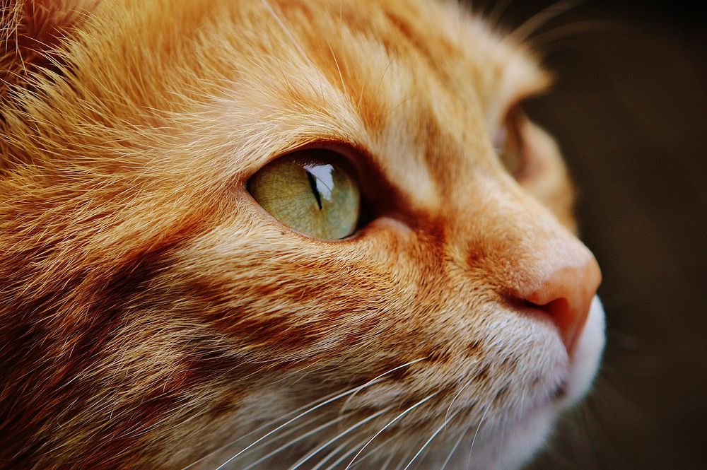 Free ginger shorthair cat closeup image, public domain CC0 photo.