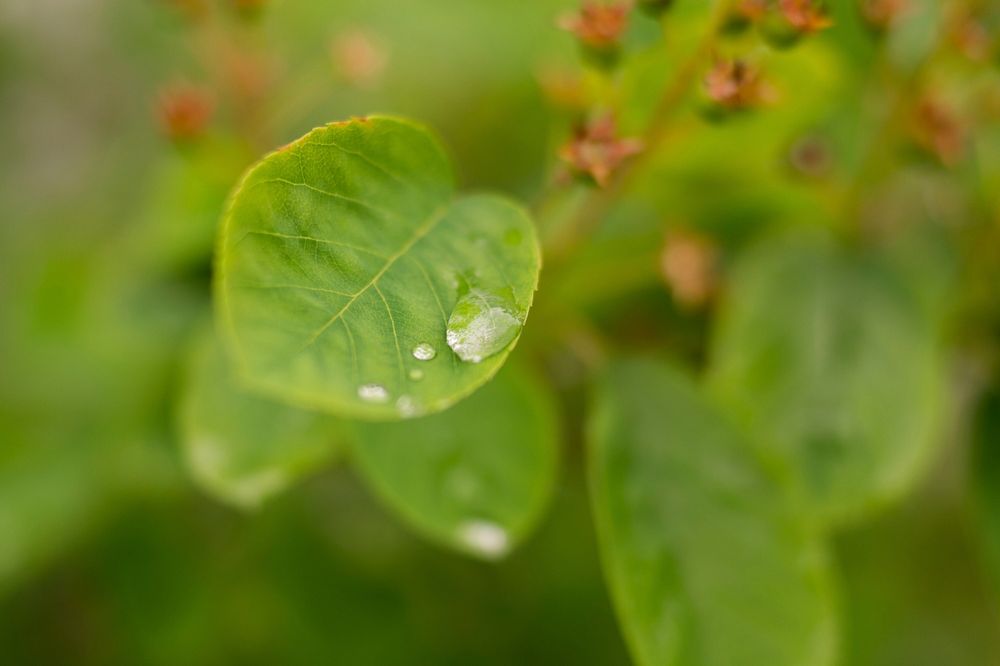 Leaf Green Raindrop 