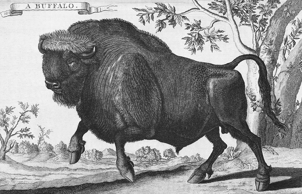 Vintage illustration of Buffalo published in 1745-1747 by Thomas Astley. Original from New York public library. Digitally…