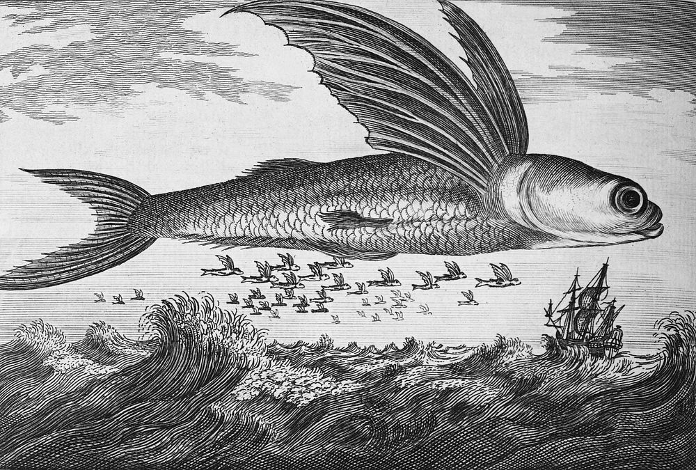 Vintage Illustration of a flying fish and the village of Lan-tang, near Ma-kau published in 1745-1747 by Thomas Astley.…