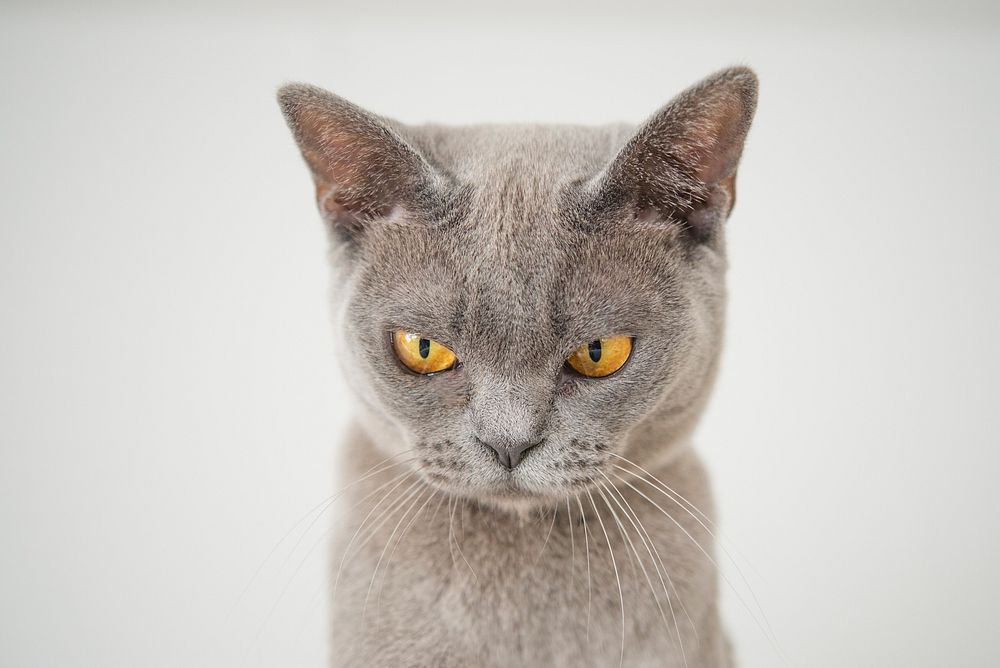 Free grumpy cat image, public domain CC0 photo.