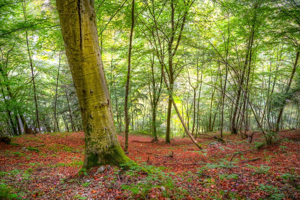 Steep forest