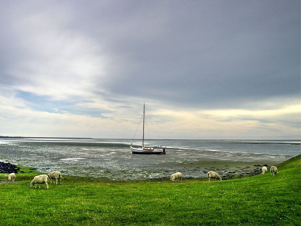Free boat at Texel island with sheep on grass field image, public domain animal CC0 photo.