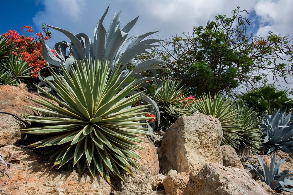 Rock plants