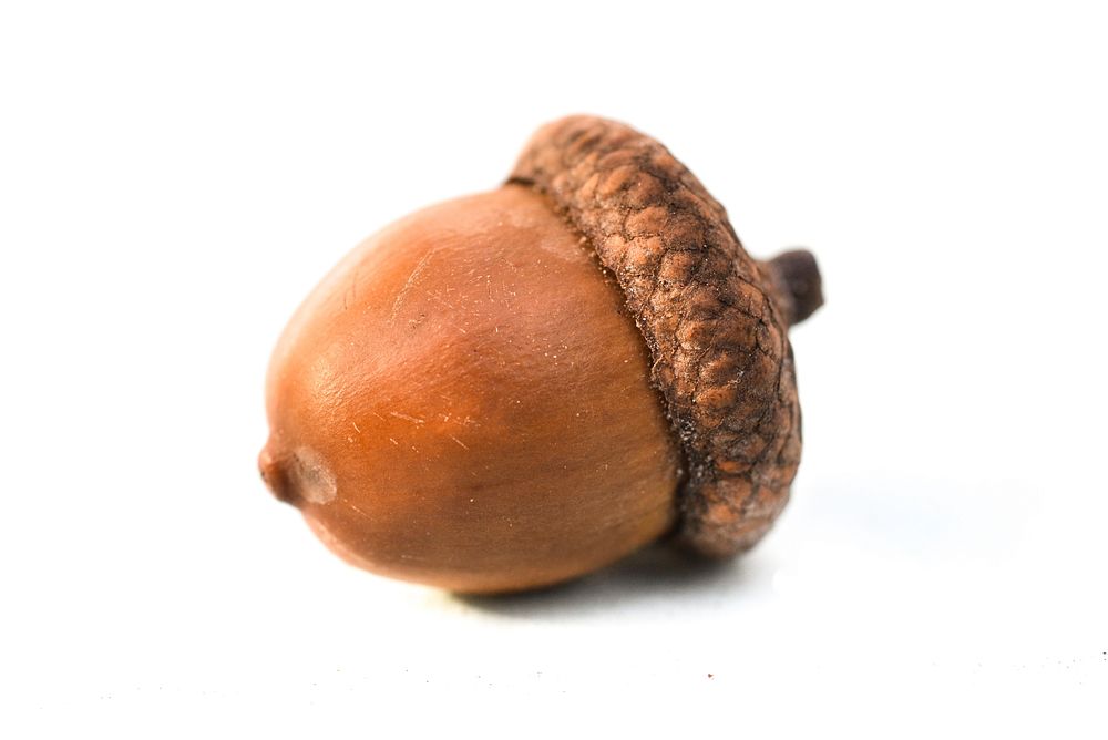 Free close up isolated acorn image, public domain vegetable CC0 photo.