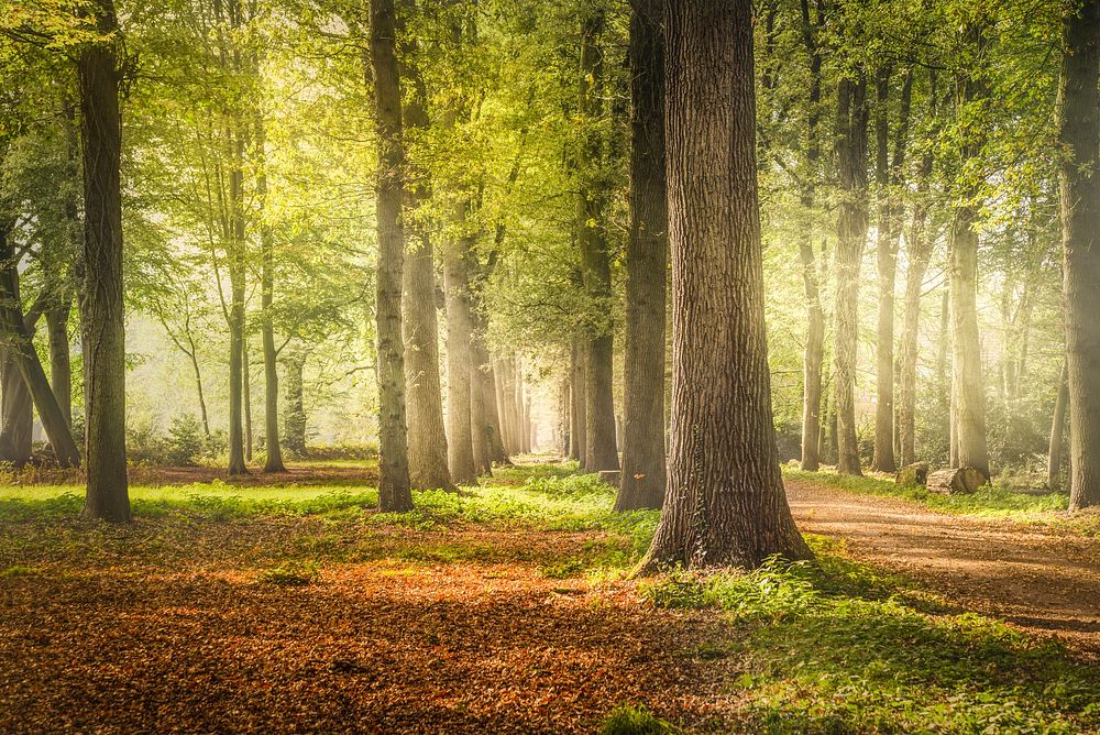 Free forest full of fall leaves photo, public domain nature CC0 image.