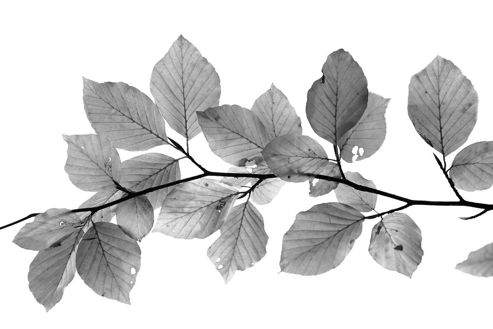 Free close up black and white leaf image, public domain nature CC0 photo.