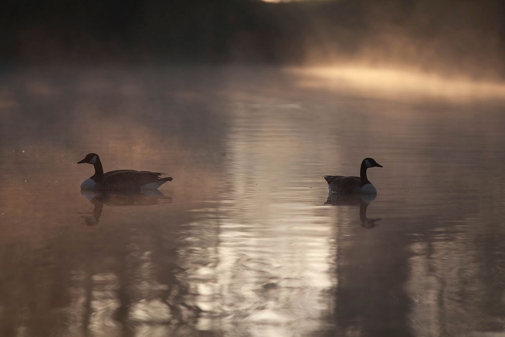 Canadian Geese on misty lake at sunrise