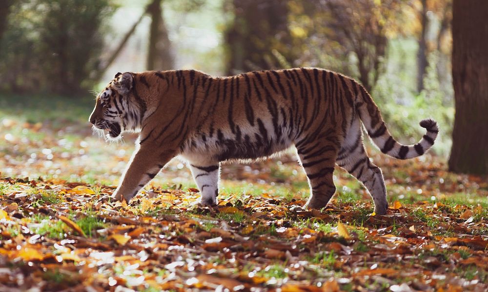 Free Siberian tiger image, public domain wild animal CC0 photo.