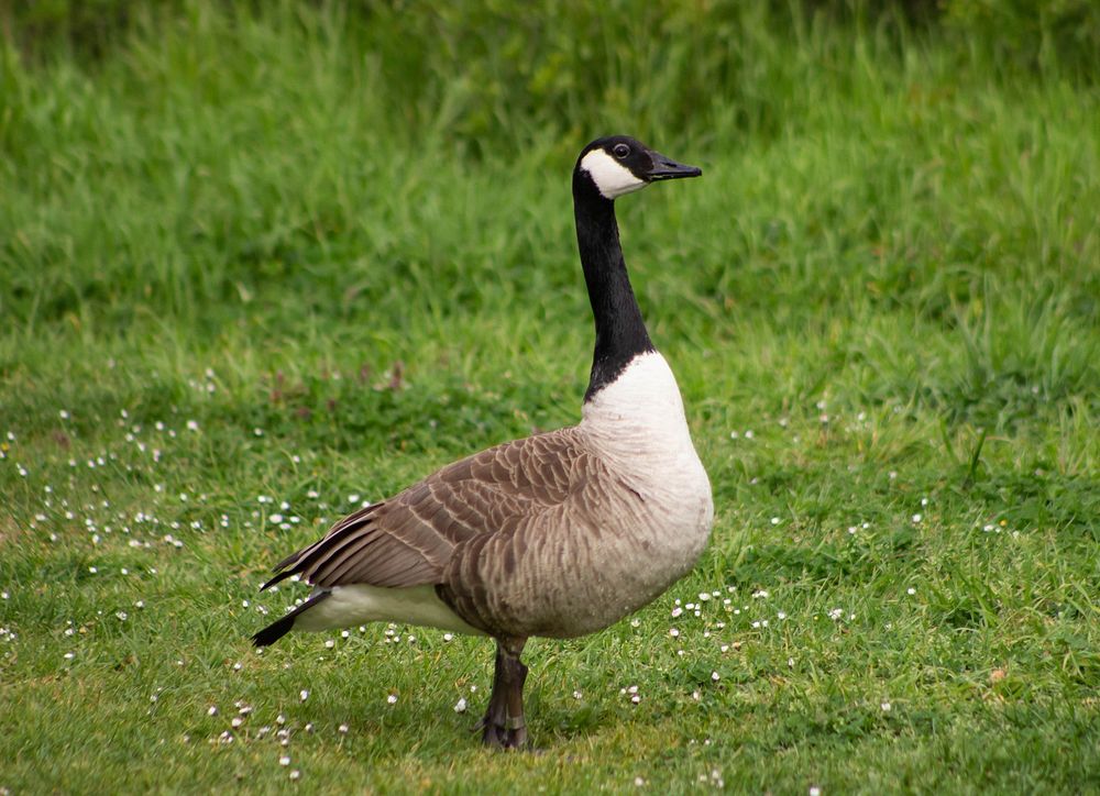 Free goose in green field portrait photo, public domain animal cc0 image.