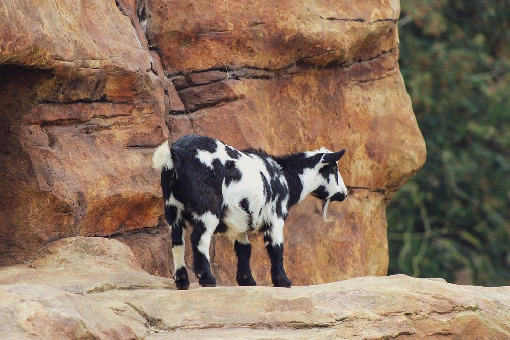 Black and White Mountain Goat on rocks