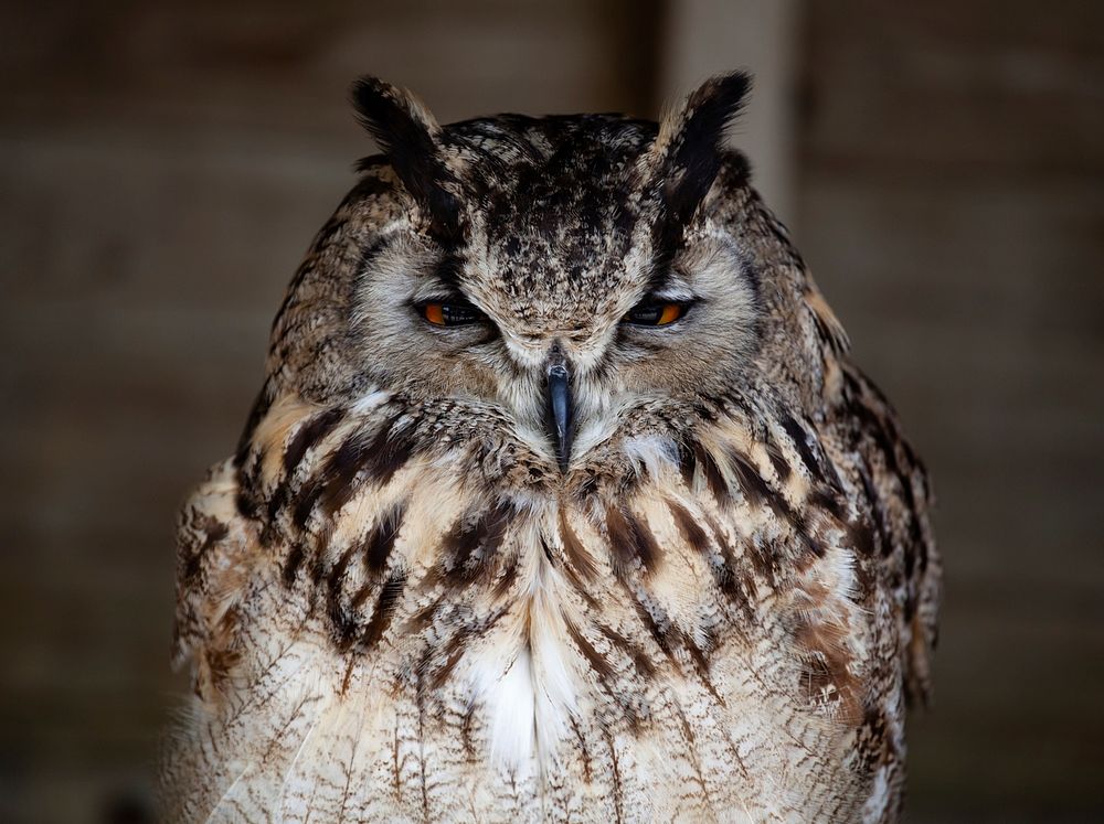 Horned owl with orange eyes