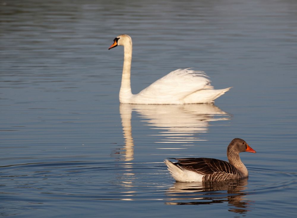 Goose to the foreground with swan behind