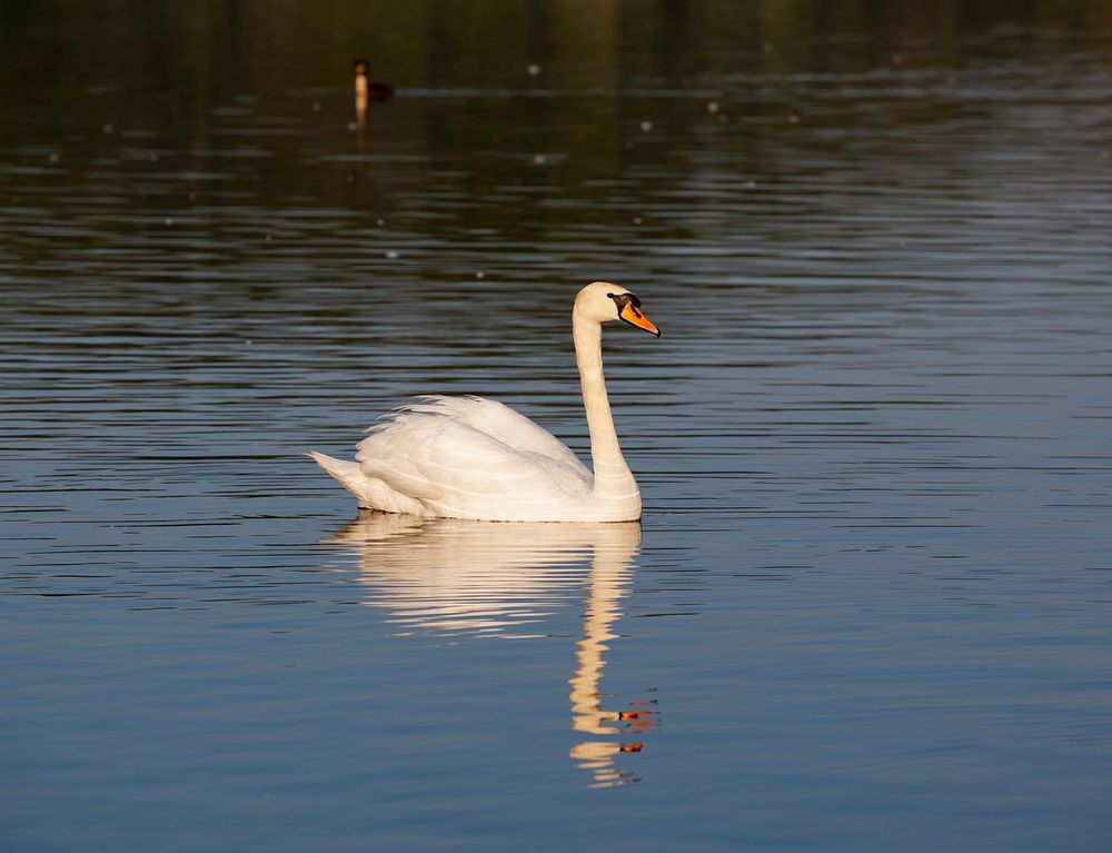 swan reflected in water in the early morning light