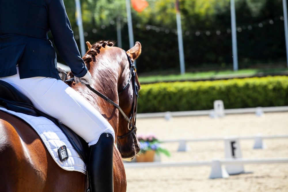 Free chestnut horse and rider showjumping photo, public domain animal CC0 image.