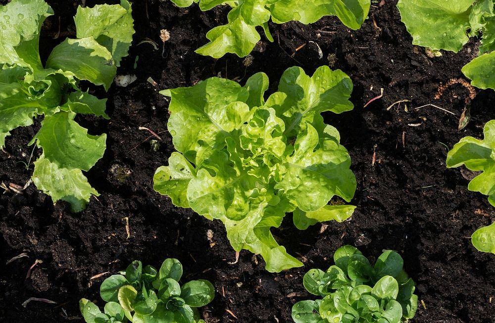 Fresh green salad in soil top view photo, public domain vegetables CC0 image.