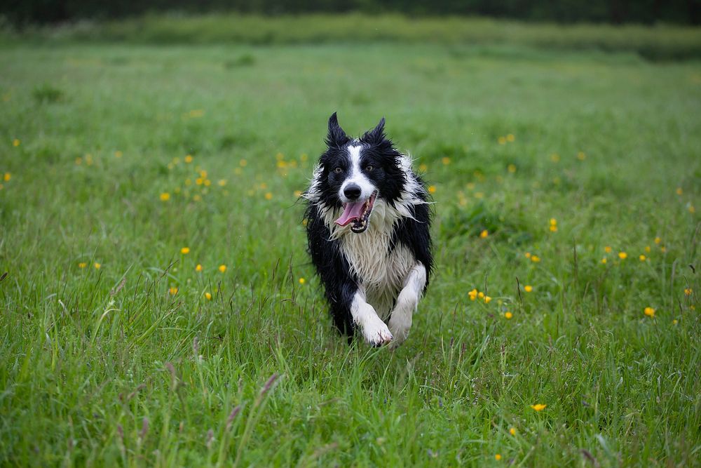 Free sheepdog running image, public domain pet CC0 photo.