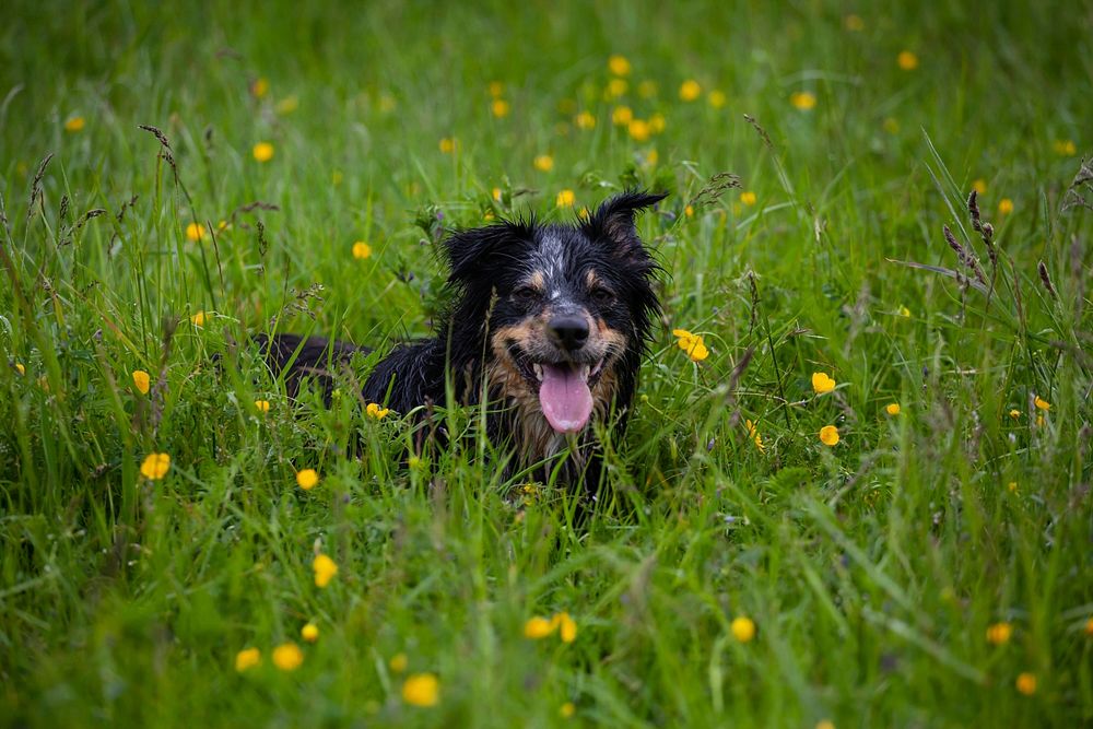 Wet dog laying in grass with yellow flowers