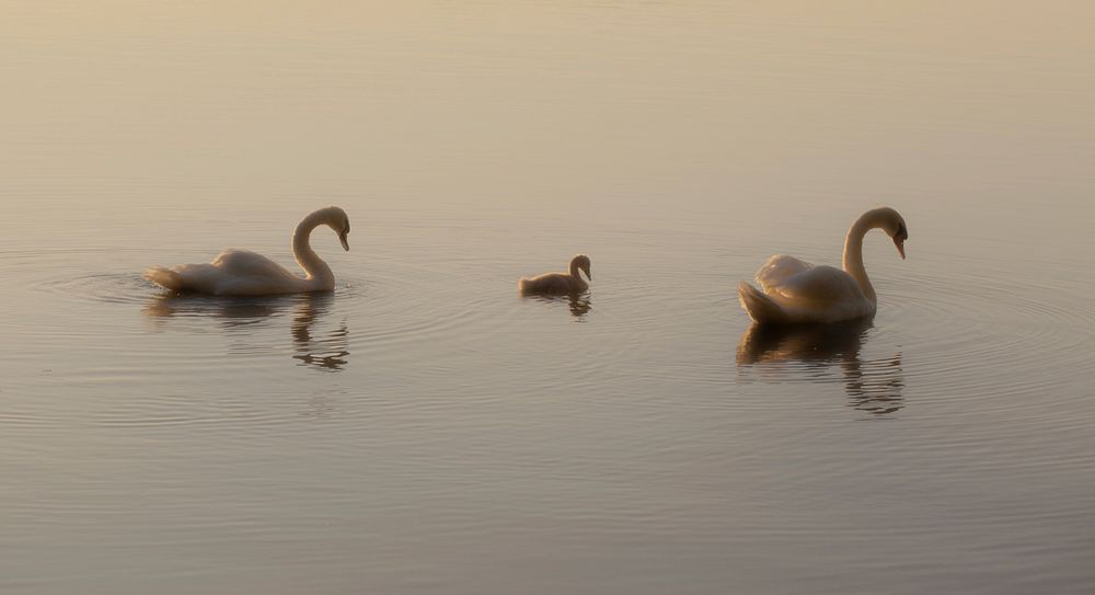 Two swans and a cygnet on a early morning lake