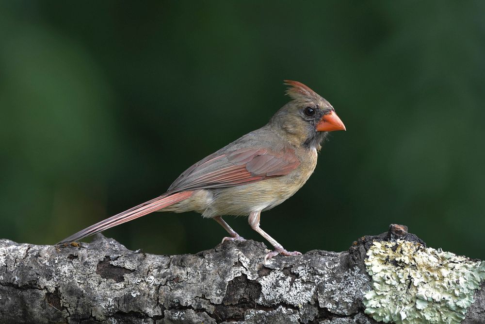 Northern cardinal St. Louis Cardinals, Free Cardinal, presentation, fauna  png