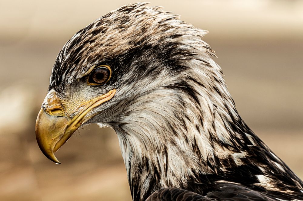 Free eagle head close up photo, public domain animal CC0 image.