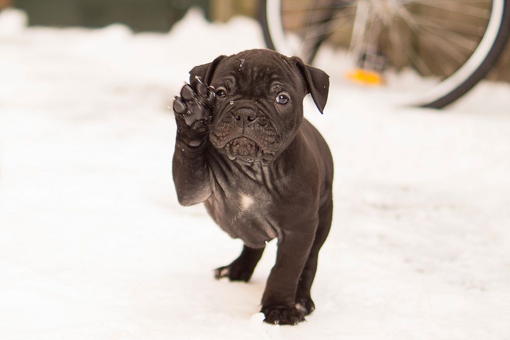 Free Bulldog puppy image, public domain pet CC0 photo.