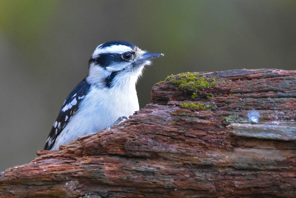 Female Downy woodpecker on a log.
