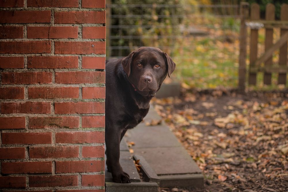 Free Labrador Retriever image, public domain pet CC0 photo.