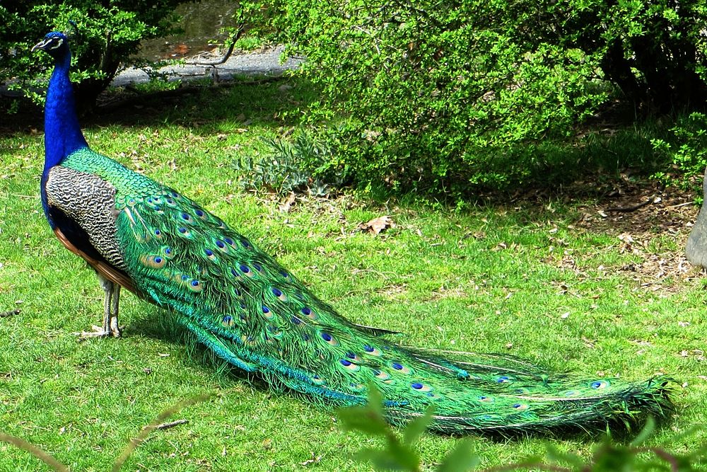 peacock dragging tail | Free Photo - rawpixel