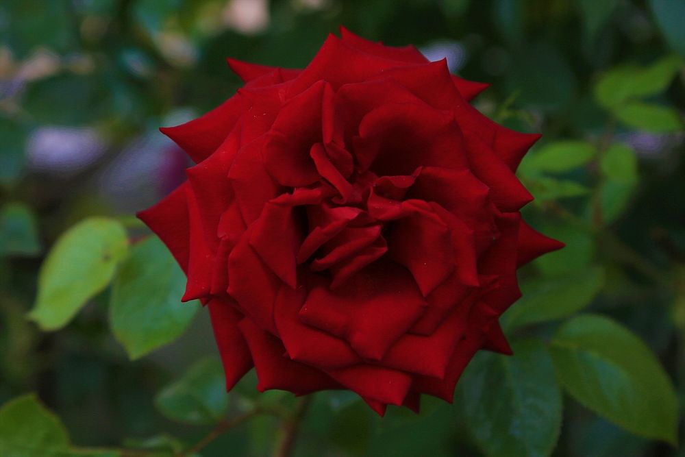 rose 14