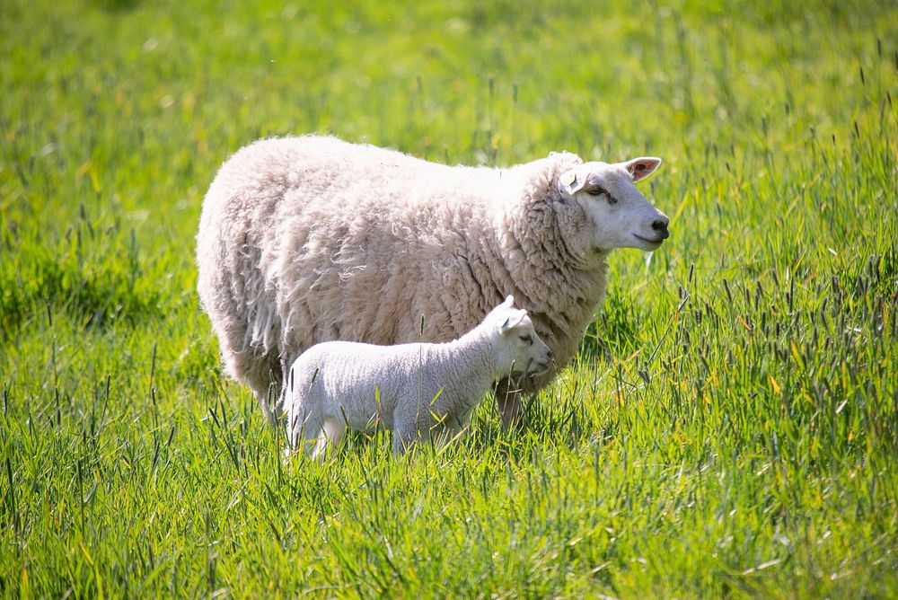 Free sheep family image, public domain animal CC0 photo.