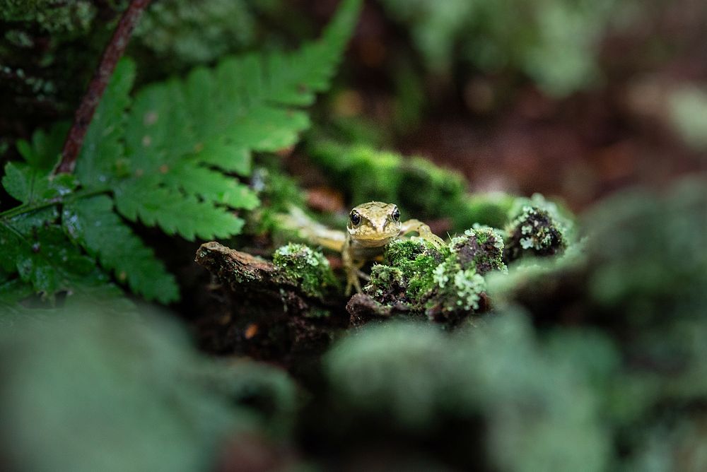 Free green frog image, public domain animal CC0 photo.