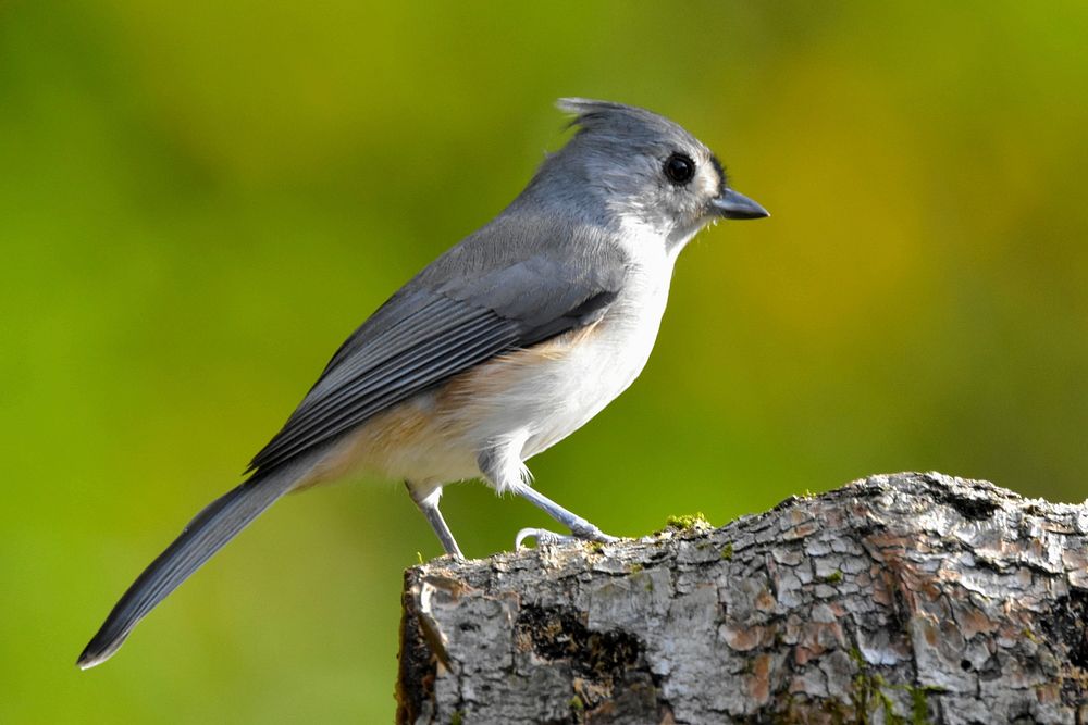 Tufted Titmouse perched on a log.
