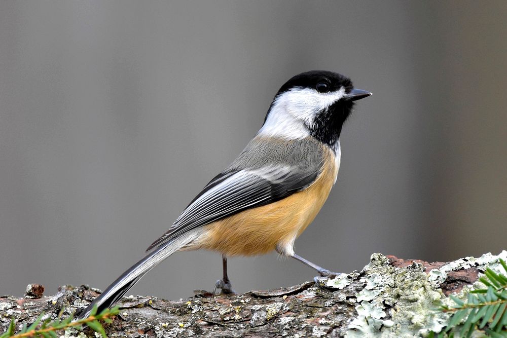 Chickadee