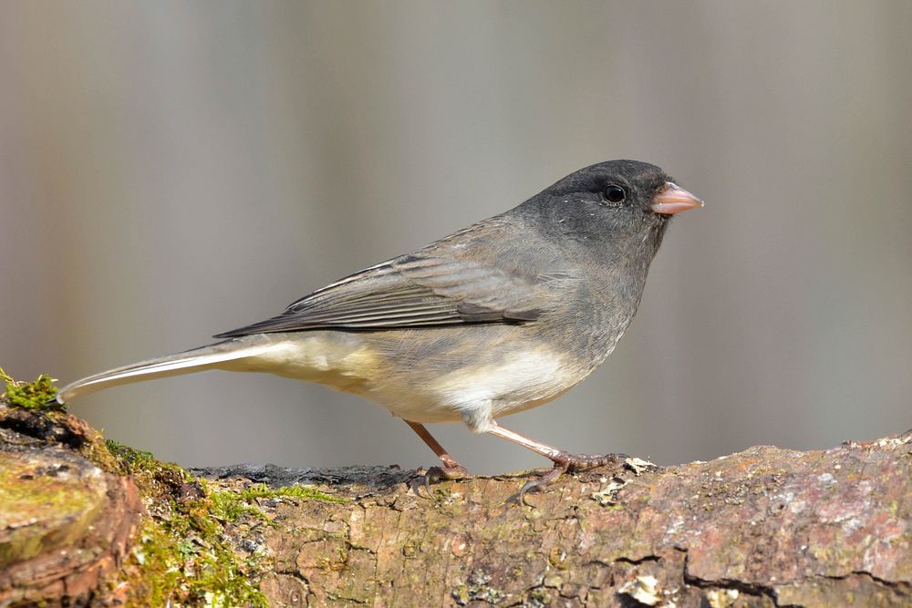 Slate-Colored Junco perched on a log