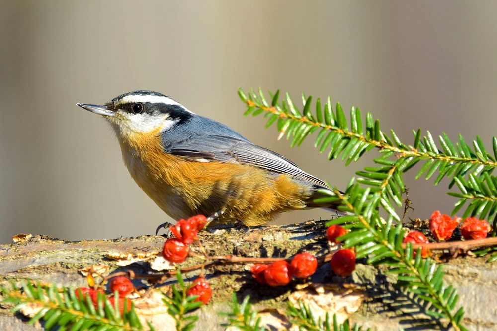 Red-breasted Nuthatch basking in the sun