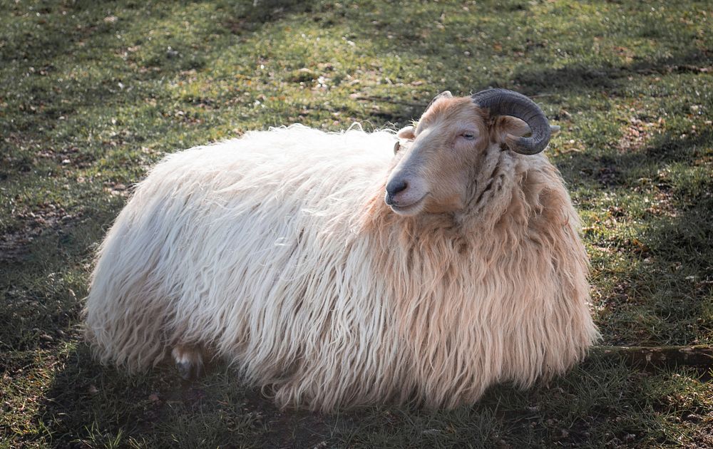 Free sheep image, public domain animal CC0 photo.