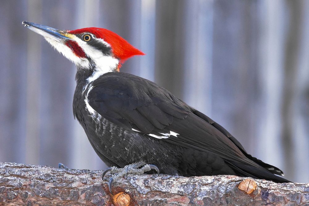 Dryocopus pileatus