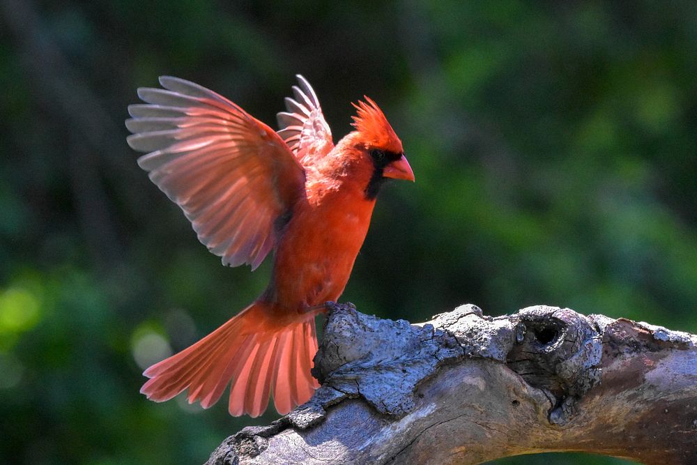 Free northern cardinal on a branch portrait photo, public domain animal CC0 image.