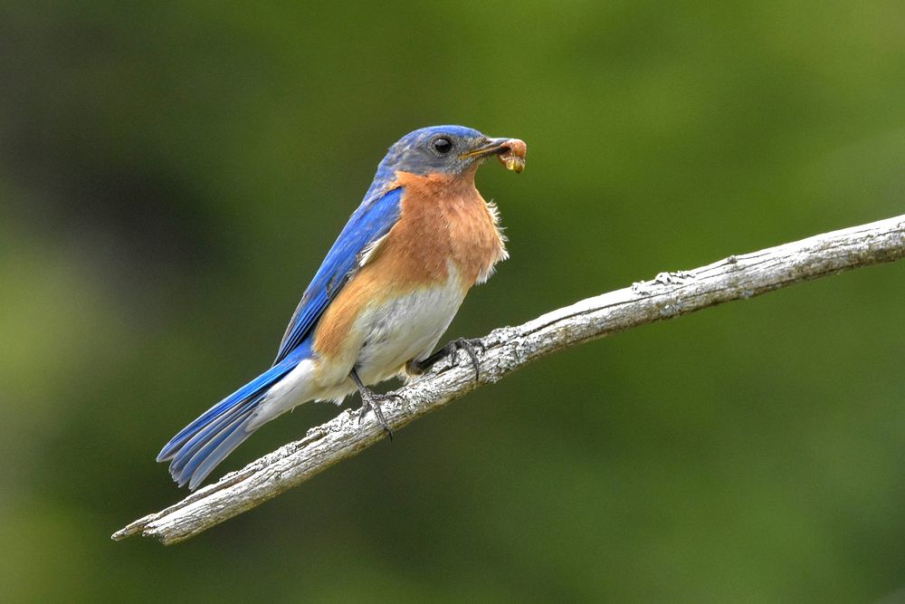 Free blue jay with nature background portrait photo, public domain animal CC0 image.