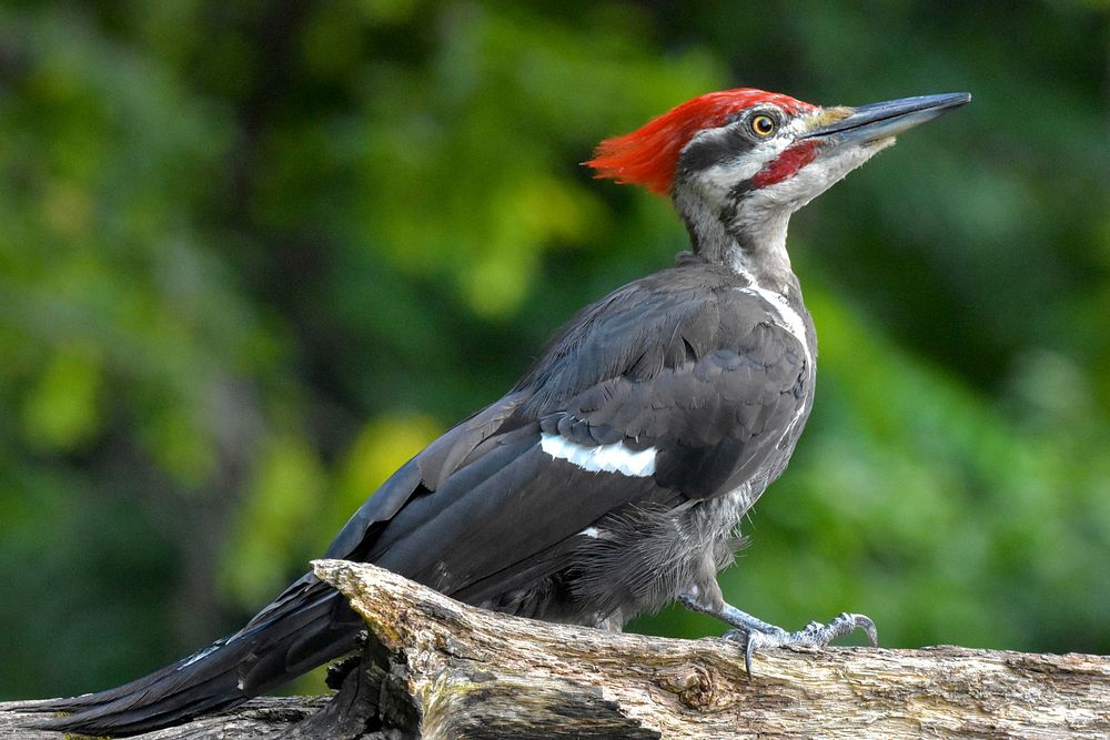 Pileated Woodpeckers, magnificent creatures.