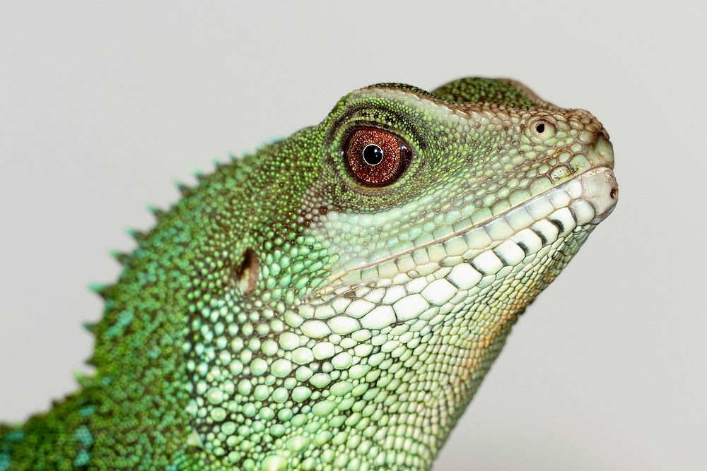Free lizard image, public domain animal CC0 photo.